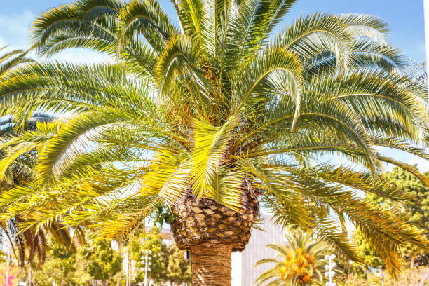 istock A big palm tree in sunlight in Los Angeles. Travel 930788202