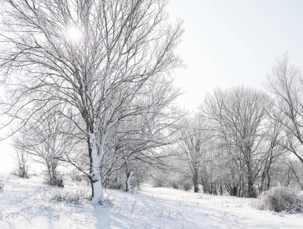 istock bright winter forest with snow, beautiful wild landscape with trees and glade 930789916
