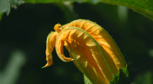 istock flower zucchini curled spiral yellow close-up 930797158