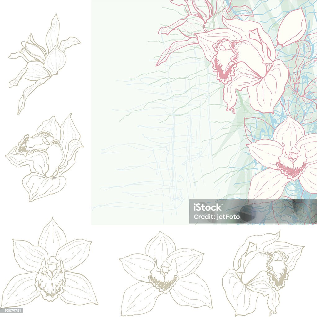 Orchideen Blumen. - Lizenzfrei Cymbidie Vektorgrafik
