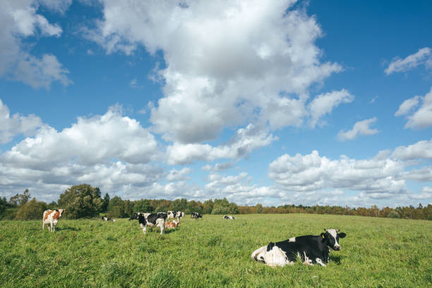 istock Cows Grazing On Field Against Sky 930798958