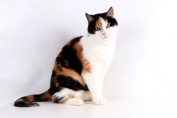 beautiful tricolored cat portrait