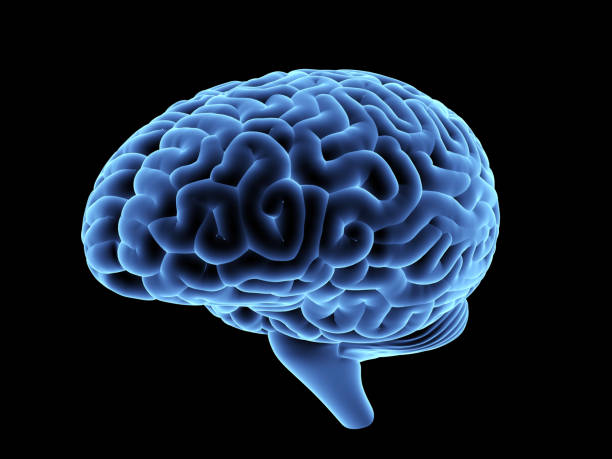 istock mri of human brain, anatomical illustration. 930804312