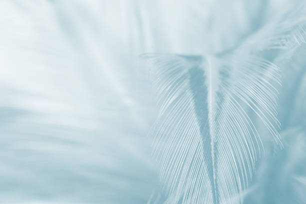 istock Beautiful milky blue vintage color trends feather texture background 930804572