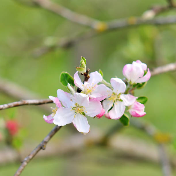 istock Blooming branch of plum tree 930804580