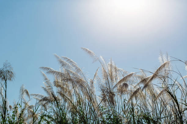 istock beautiful plants on the sky background 930804642