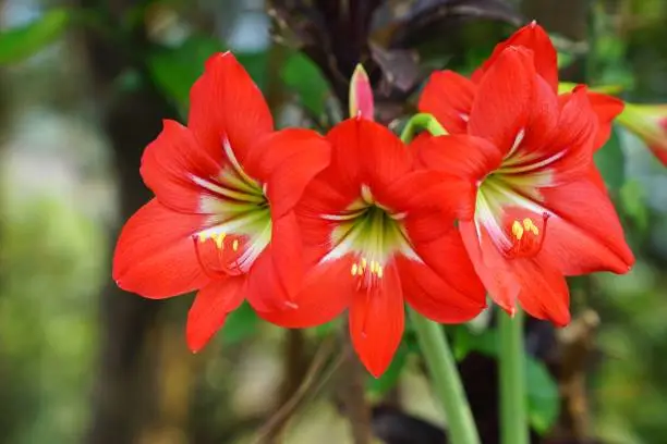 Photo of Blooming red amaryllis or Hippeastrum flowers in garden