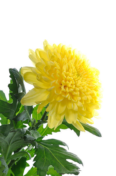 Yellow chrysanthemum isolated stock photo