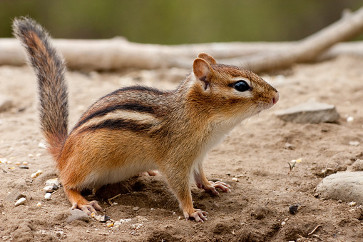 European ground squirrel (Spermophilus citellus), also known as the European souslik