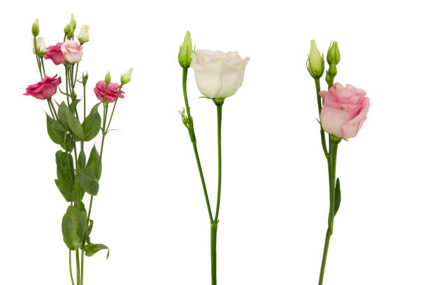 istock Beautiful Lisianthus flower isolated on a white background 930818040