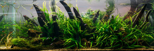 istock Aquarium algae, elements of flora in fishbowl 930819168