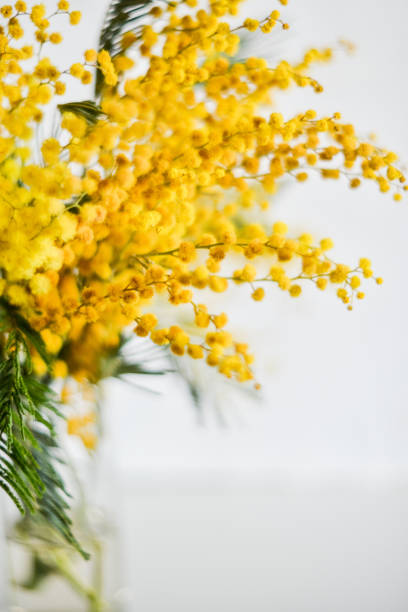 istock Floral background: a branch of Mimosa on a light background, copyspace for your text: greeting card, blank, mockup, background for greetings on mother's day, international women's day, Spring concept 930819778