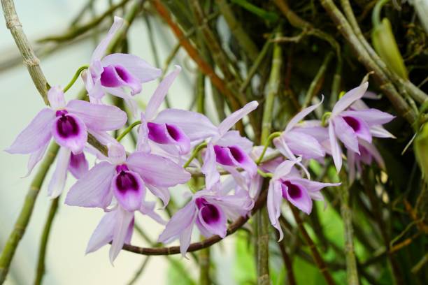 Dendrobium anosmum in full bloom. White and purple orchid flower.. stock photo