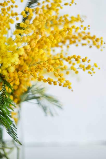 istock Floral background: a branch of Mimosa on a light background, copyspace for your text: greeting card, blank, mockup, background for greetings on mother's day, international women's day, Spring concept 930819828