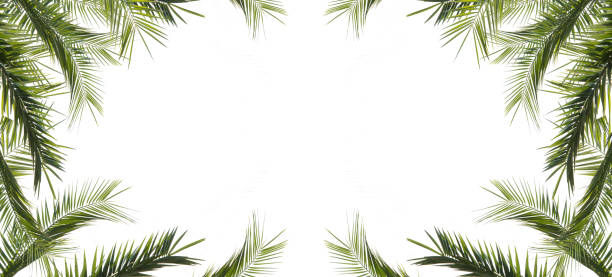 istock frame of leaves of palms isolated on white background 930824042