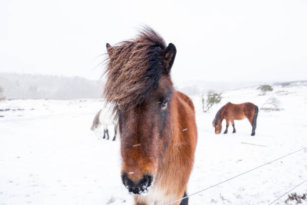 istock wild horses in danish winter landscape 930832866