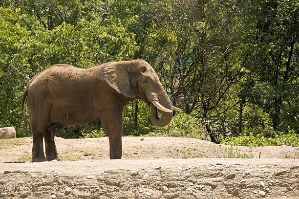 istock African male bull elephant 93083327