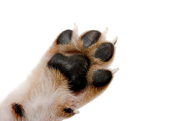 Dog paw with black pads on white background A lone dog paw is outstretched against a white background.  The paw's fur is white, the padding is black and the fur outlining each pad is medium brown.  Long white nails extend from the toes located at the end of the paw. animal track photos stock pictures, royalty-free photos & images