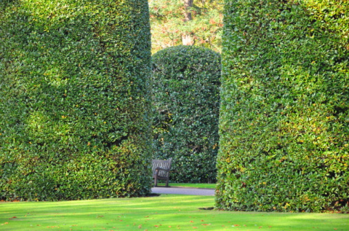 Kudzu (Pueraria montana) invasive vines are seen clearly overgrowing trees and bushes on a sunny afternoon.