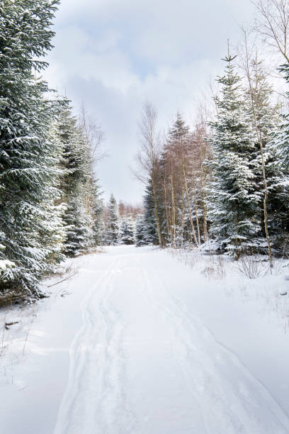 istock winter landscape of forest covered in snow 930841230