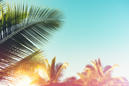 Background with palm tree leaves.