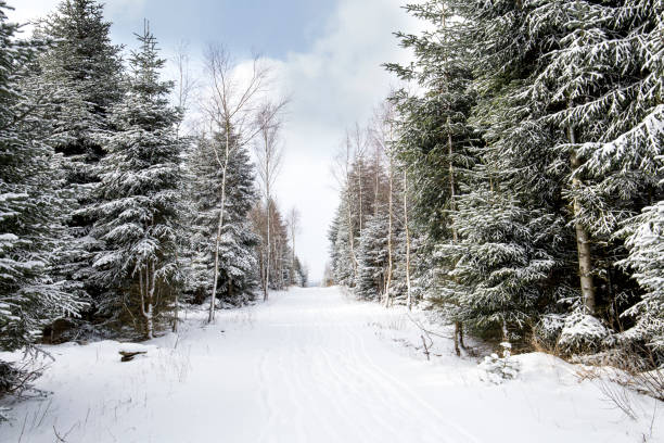 istock winter landscape of forest covered in snow 930841416