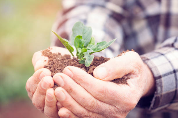 istock Senior man hands holding new growth plant 930841626