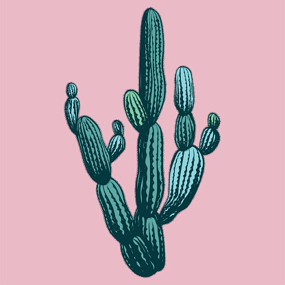 Vector hand drawn illustration with cactus, engraving style.
