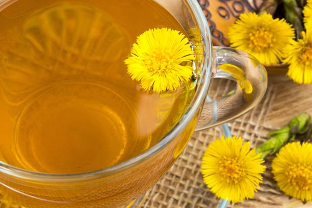 istock Fresh coltsfoot (Tussilago farfara) flowers with coltsfoot tea 930842090