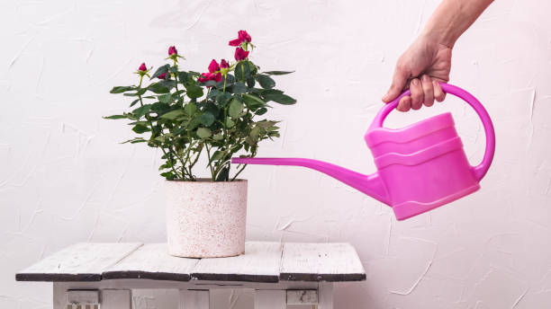 istock Care of houseplants: watering roses in a pot from a watering-can on a background 930842196