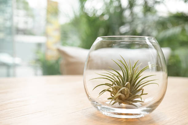 Air plant (Tillandsia) Terrarium on the wooden table. Plant interior decoration on the table soft focus of terrarium on the wooden table. stock photo