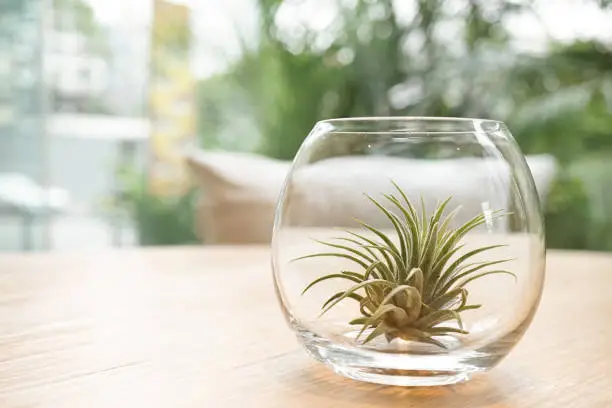 Photo of Air plant (Tillandsia) Terrarium on the wooden table. Plant interior decoration on the table soft focus of terrarium on the wooden table.