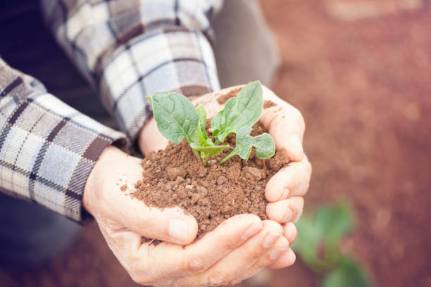 istock Senior man hands holding new growth plant 930842326