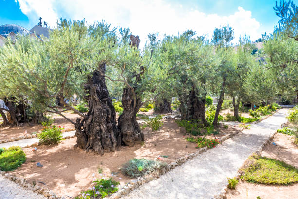 오래 된 올리브 나무 gethsemane의 정원에서. 예루살렘, 이스라엘의 유명한 역사적인 장소입니다. - garden of gethsemane 뉴스 사진 이미지