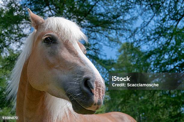 Sonriendo Caballo Haflinger Foto de stock y más banco de imágenes de Aire libre - Aire libre, Alegre, Alpes Europeos