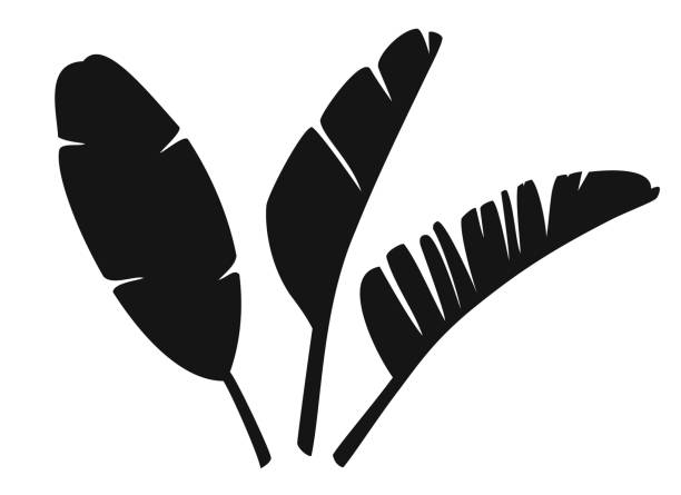 Tropical banana leaves isolated on white background. Vector illustration. Tropical banana leaves isolated on white background. Vector illustration. banana leaf stock illustrations