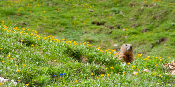 Side view of a mountain marmot ( Murmeltier) in the Swiss Alps, during summer. The animal is sitting on the entrance of his nest. Wildlife picture, Mountains around Arosa, Switzerland. Copy space.