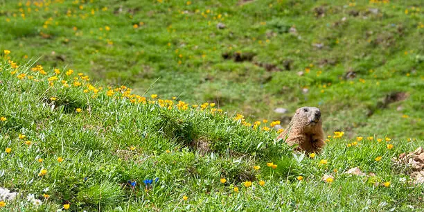 Sentinel marmot in a flowery meadow (Dolomites, South Tyrol)