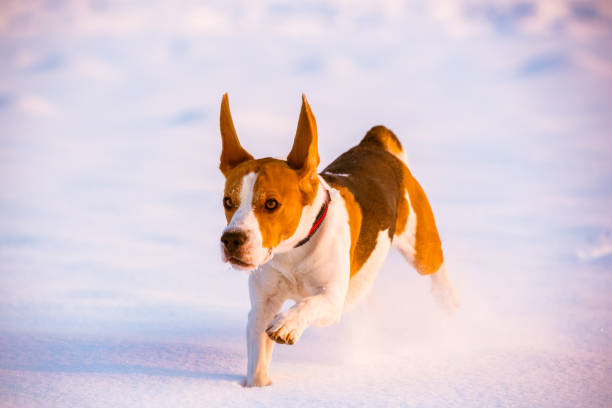 Beagle dog jumping and running outdoor towards the camera