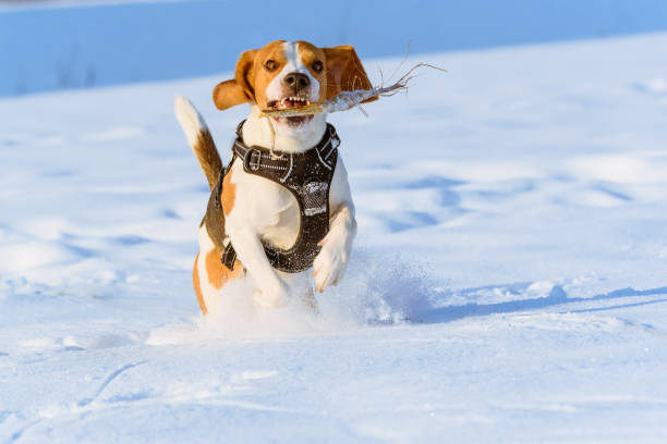 istock Beagle dog run in a snow 930852650