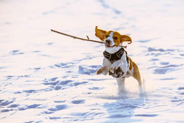 istock Beagle dog run with a stick in a snow sunny day 930852876