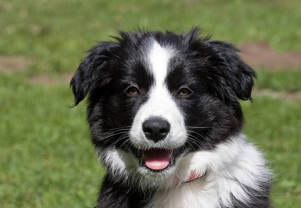 istock Cute Border Collie puppy 93085520