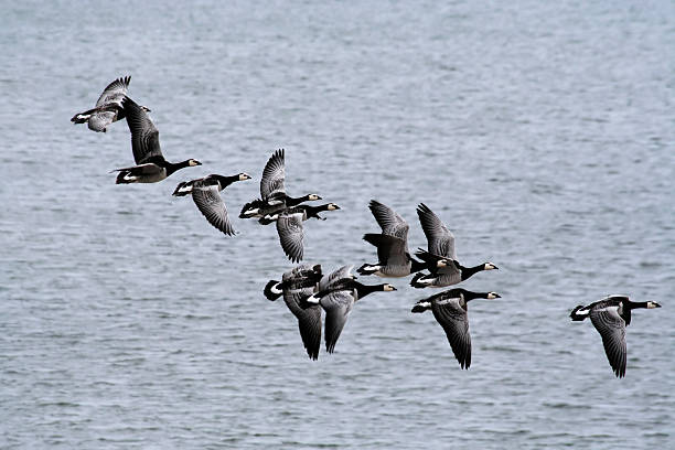 Barnacle goose. Flight . stock photo