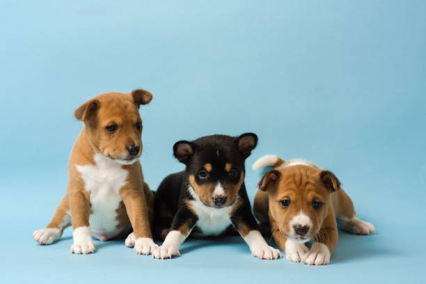 istock Three cute basenji puppies lined up in a row 930855358