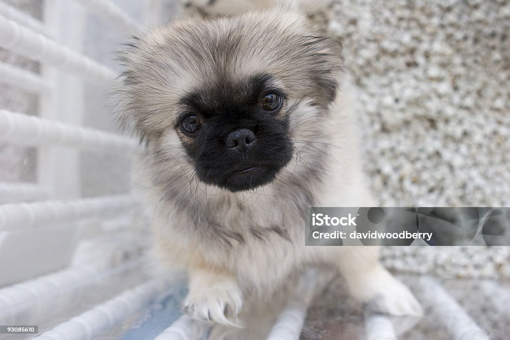 shizu chiot en plume - Photo de Amour libre de droits