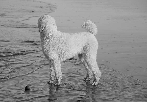 プードルウェイティングの所有者 - standard poodle ストックフォトと画像