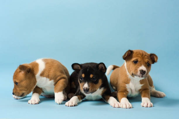 istock Three basenji puppies lined up in a row 930857608