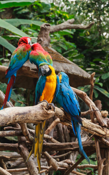 istock Colorful red and blue macaw. 930858002