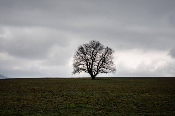 istock Winter time landscape image of Tree or green field, meadow with tree at winter time. Cloudy sky. Azerbaijan nature. Caucasus 930858310