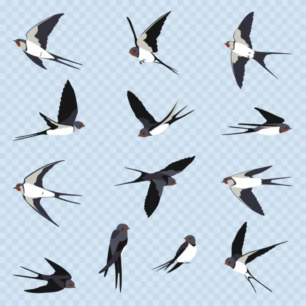 Vector illustration of Set of many simple swallows